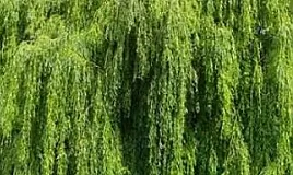 Söğüt Ağacı Nedir ? Söğüt Ağacı Faydaları Nelerdir?