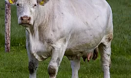 Rüyada Boğa Görmek Ne Anlama Gelir?