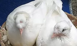 Rüyada Güvercin Görmek Ne Demek?Ne Anlama Gelir?