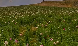 Rüyada Haşhaş Görmek Ne Anlama Gelir?