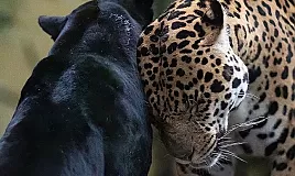 Rüyada Jaguar Görmek Ne Demek Neye Yorumlanır?