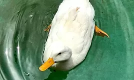 Rüyada Ördek Görmek Ne Anlama Gelir?