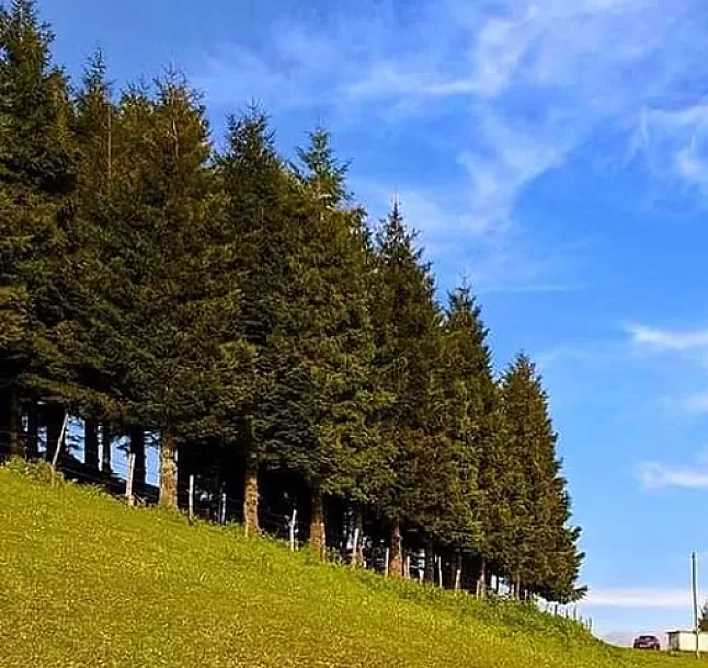 Çam ağacı