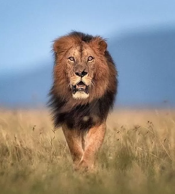 Rüyada Aslan Görmek nedir ?