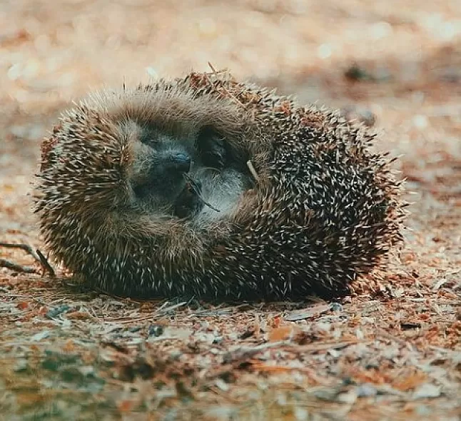 Rüyada Kirpi Görmek
