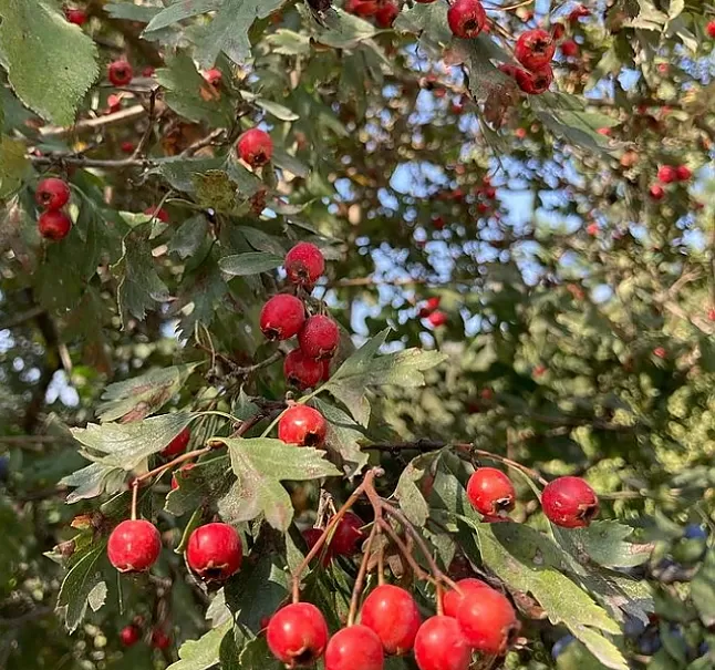Akdiken bitkisi faydaları nelerdir ?