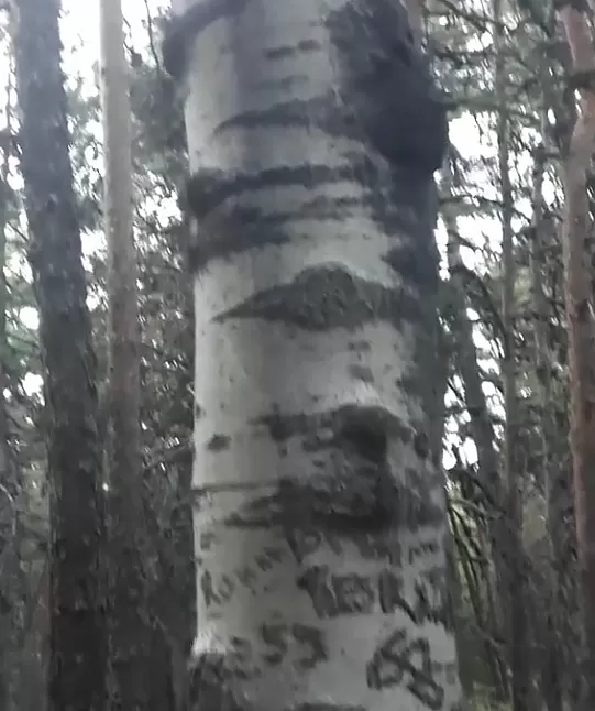Akhuş ağacı