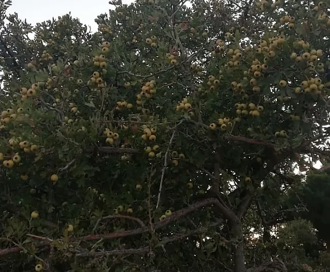 Alıç Bitkisi faydaları nelerdir ?