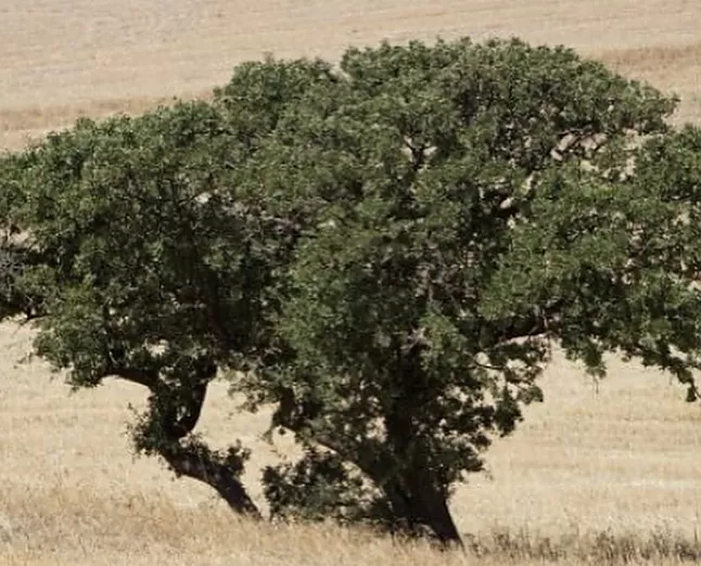 Alıç ağacı