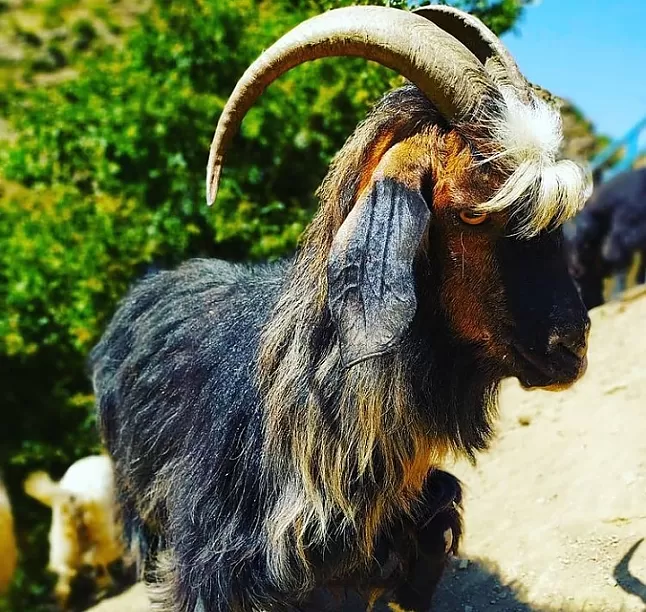 Rüyada Keçi Görmek Nasıl Yorumlanır ?
