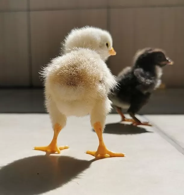 Rüyada Civciv Görmek Ne Anlama Gelir ?