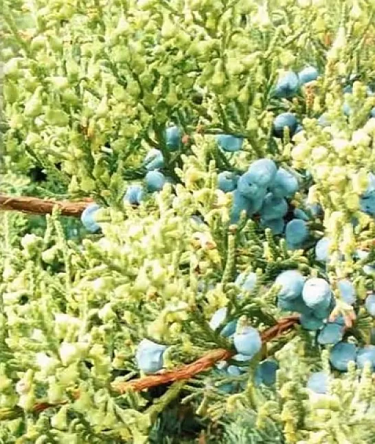 Ardıç otu faydaları nelerdir ?