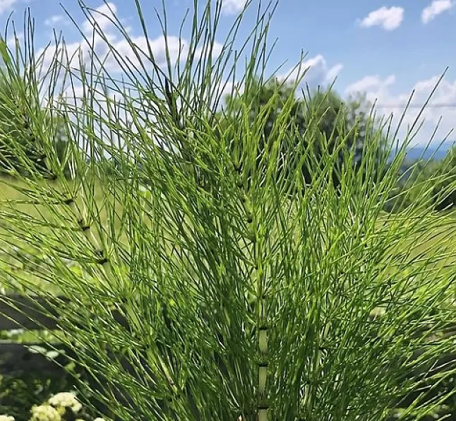 Atkuyruğu bitkisi faydaları