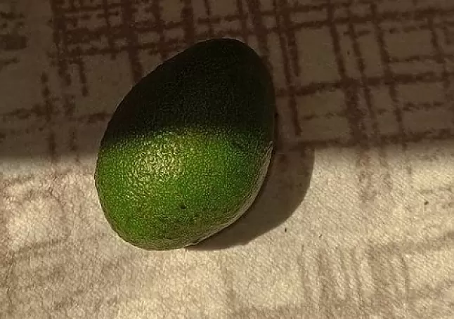 Avokado Nedir? Faydaları Nelerdir?