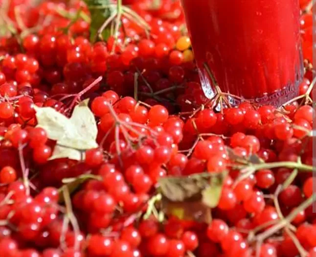 1630441188 Gilaburu Faydaları Nelerdir ?