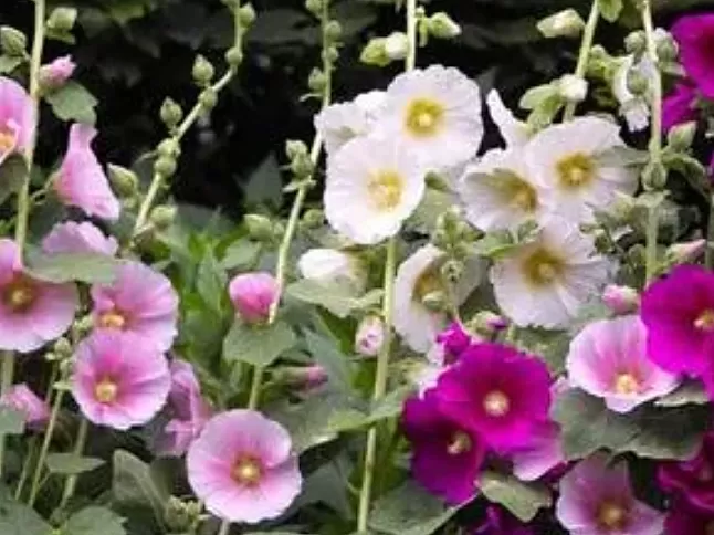 Hatmi Çiçeği Nedir? Hatmi Çiçeğinin Faydaları Nelerdir?