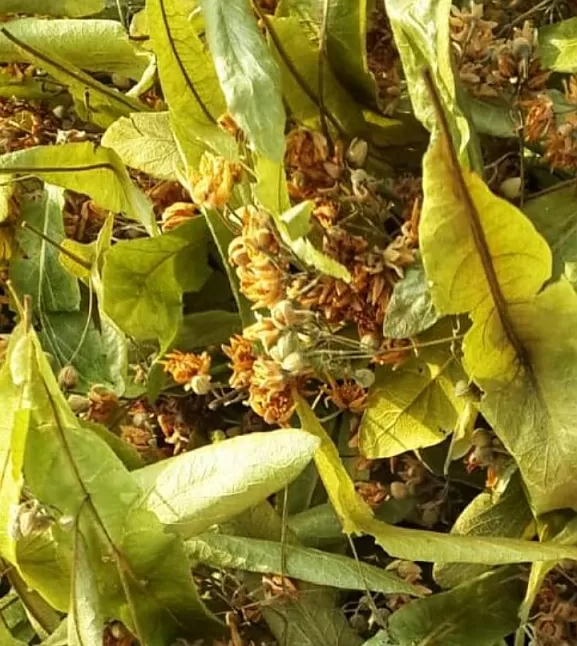 ıhlamur, çiçek,koku,meyve,küre,faydaları,nedir,Ihlamurnedirfaydalarınelerdirıhlamurhangihastalıklaraiyigelir