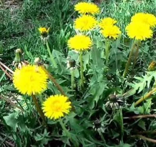 karahindiba,test,potansiyel,sapı, dalları,çiçek,karahindibabitkisinedirkarahindibabitkisininfaydalarınelerdir,karahindibabitkisihangihastalıklaraiyigelir