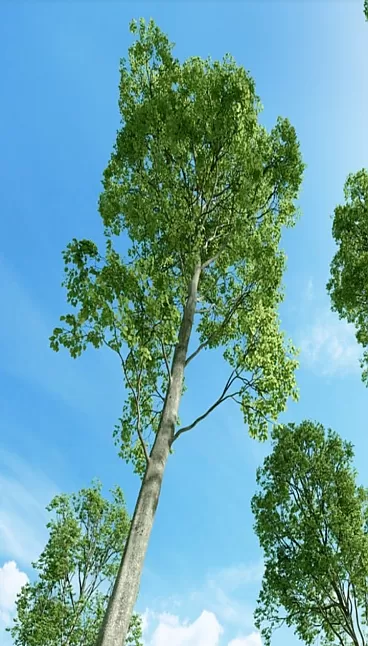 Kayın Ağacı Özellikleri Nelerdir, Nasıl Yetiştirilir?