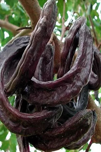 Keçiboynuzunun Faydaları Neler? Keçiboynuzu Nelere İyi Gelir ?