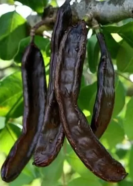 keçiboynuzu,yüksek,değer,besin,fayda,doğal,antioksidan,keçiboynuzununfaydalarınelerkeçiboynuzuneyeiyigelir,keçiboynuzu hangi hastalıklara iyi gelir,keçiboynuzunerelerdebulunur