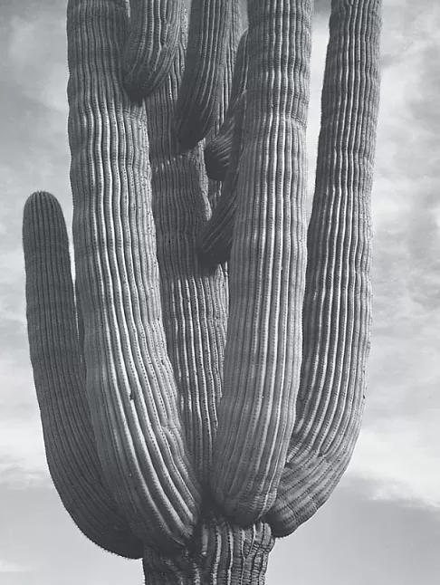 Ansel Adams Kimdir ?