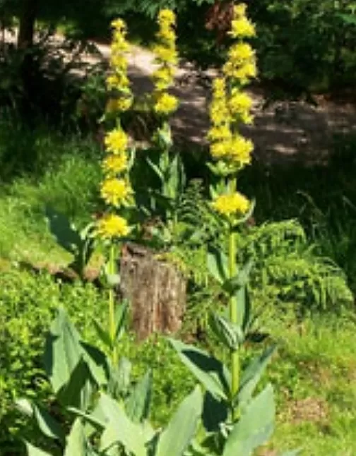 Centiyane(Gentiane lutea) Bitkisi Faydaları Nelerdir?
