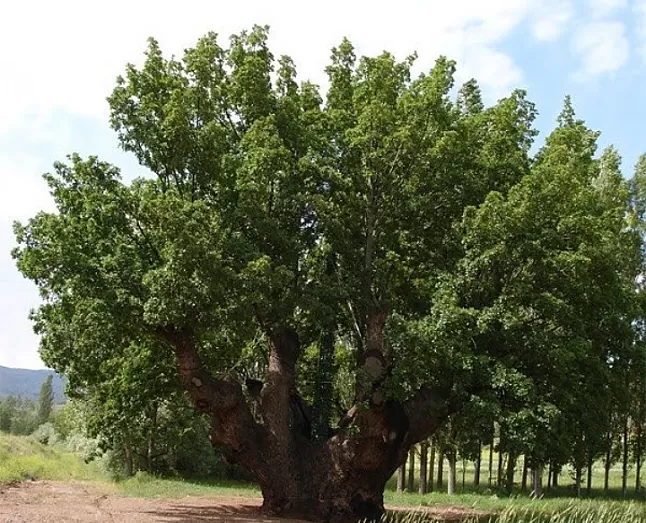 Meşe ağacı Faydaları Nelerdir?