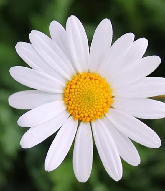 Papatya Nedir?