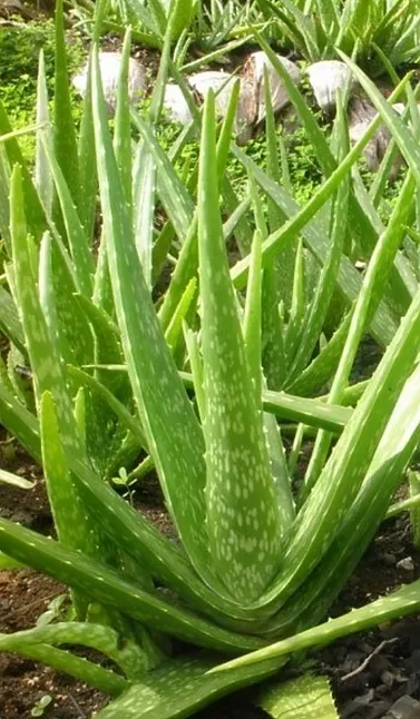 Aloe vere sarıbasır