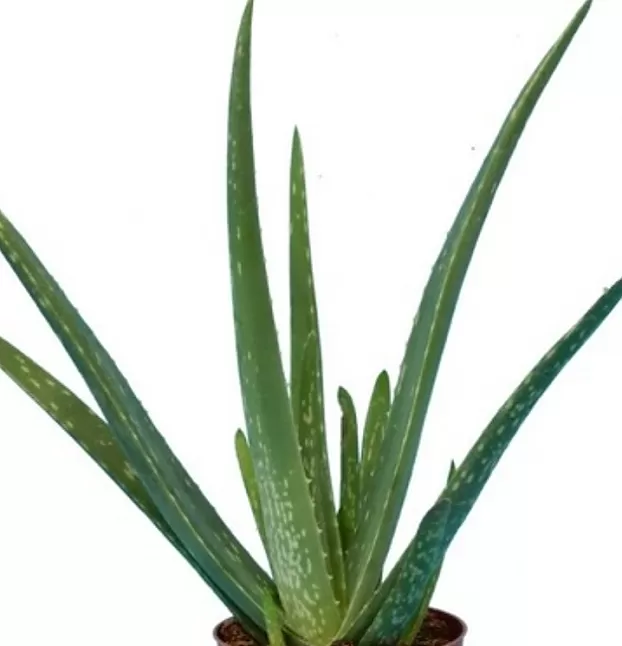 Aloe Vera Sarıbasır