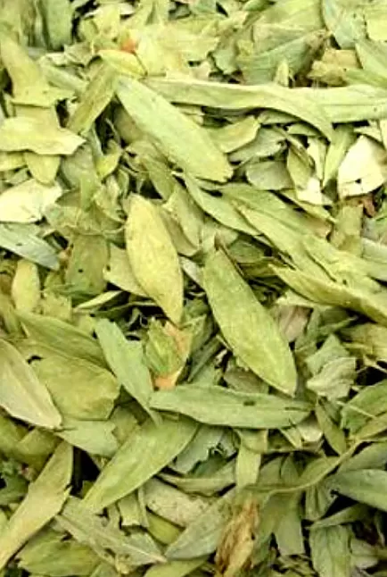 Sinameki otu nedir?