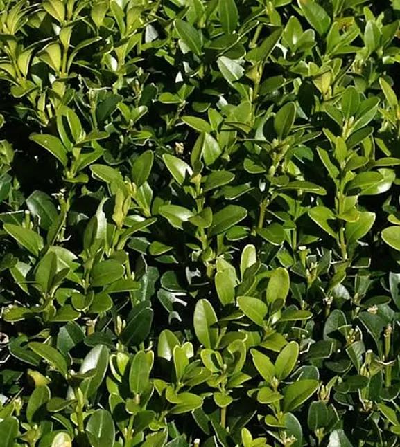 Şimşir Otu Nedir ? Şimşir Otu Faydaları Nelerdir?Neye İyi Gelir?