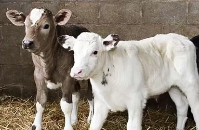Rüyada Buzağı Görmek Ne Anlama Gelir?Neye Yorumlanır?