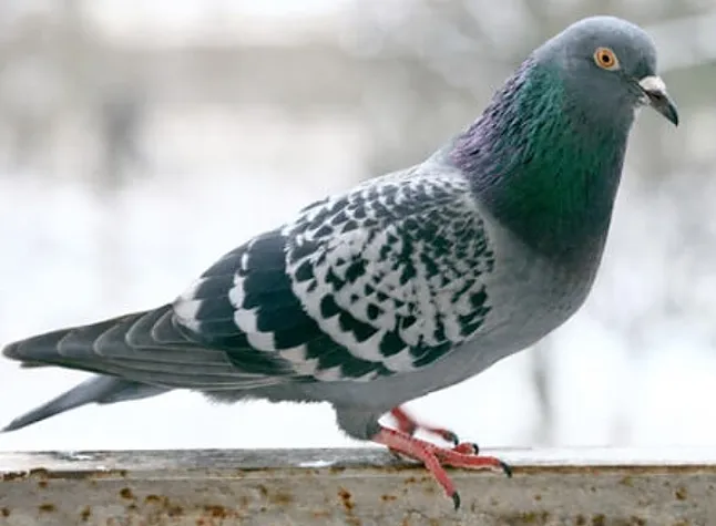 Rüyada Güvercin Görmek Ne Demek?Ne Anlama Gelir?
