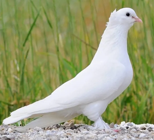 Rüyada Güvercin Görmek Nasıl Yorumlanır ?
