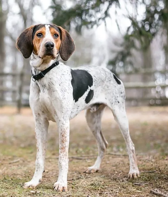 Rüyada Av Köpeği Görmek Ne Demek, Neye Yorumlanır? 