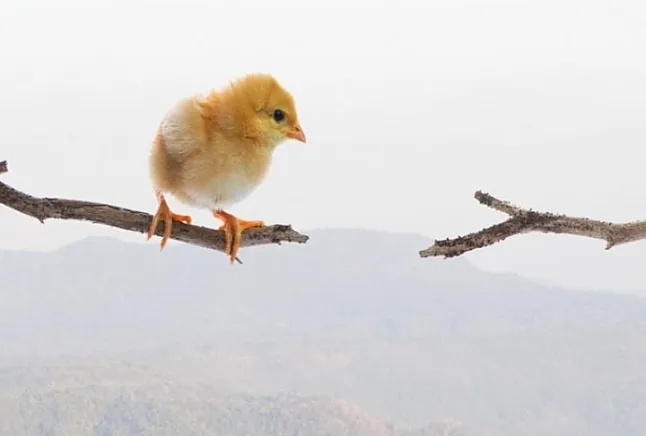 Rüyada Cesaret Ne Demek Neye Yorumlanır?
