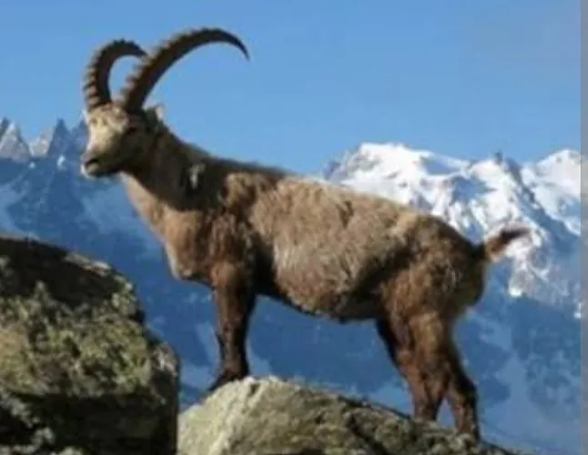 Rüyada Dağ Keçisi Görmek Ne Demek?Neye Yorumlanır?