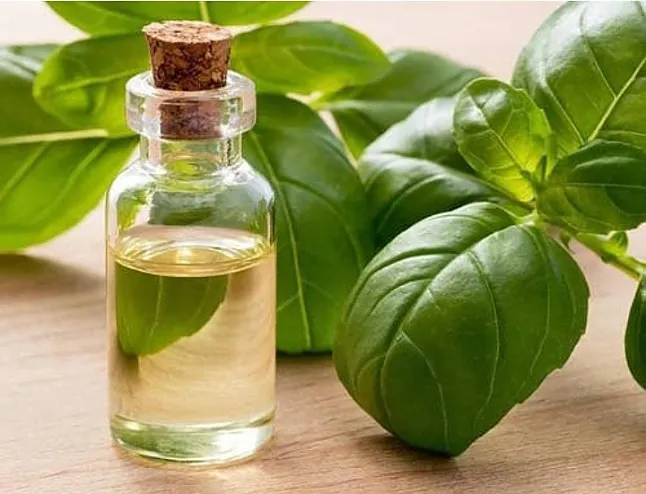 Çay Ağacı Yağı Nedir? Faydaları Nelerdir? Çay Ağacı Yağı Ne İşe Yarar?