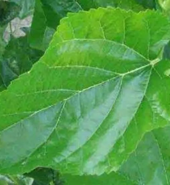 Dut yaprağı