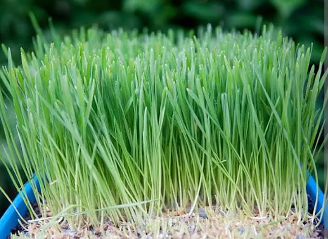Buğday Çiminin Faydaları Nelerdir? Buğday Çimi Ne İşe Yarar?