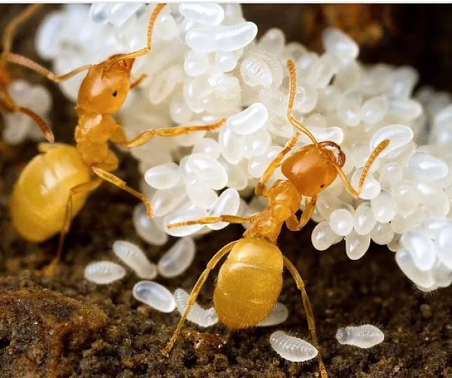 Karınca Yumurtası Yağı Nedir ?