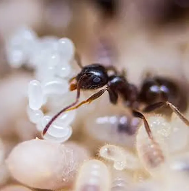 Karınca Yumurtası Yağı Nedir, Ne İşe Yarar, Nasıl Kullanılır?