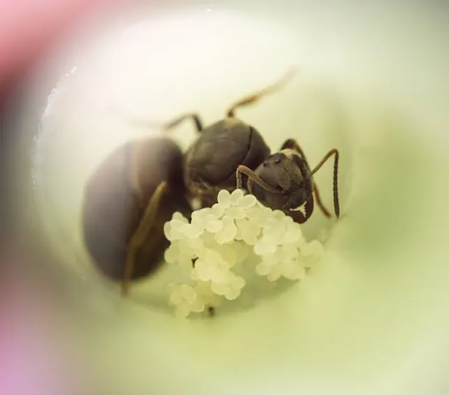 Karınca Yumurtası Yağı Nedir, Ne İşe Yarar, Nasıl Kullanılır?