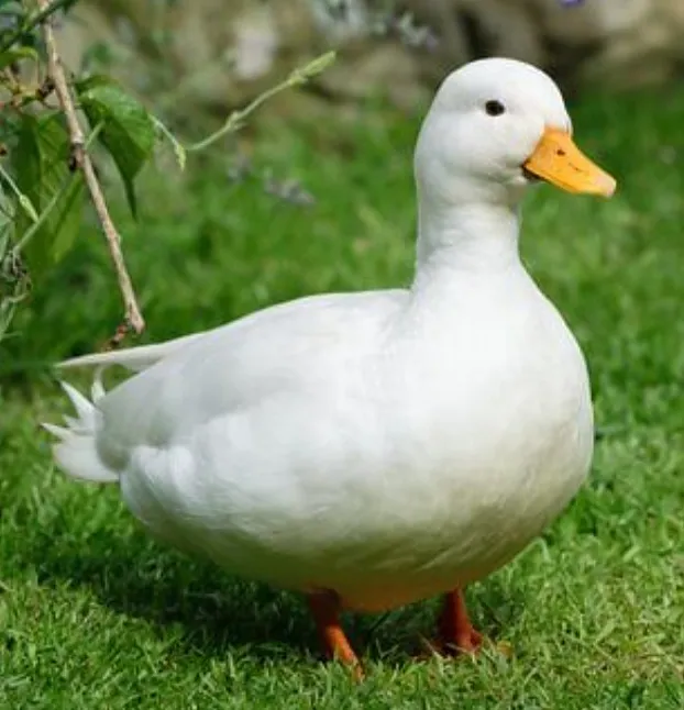 Rüyada Ördek Görmek