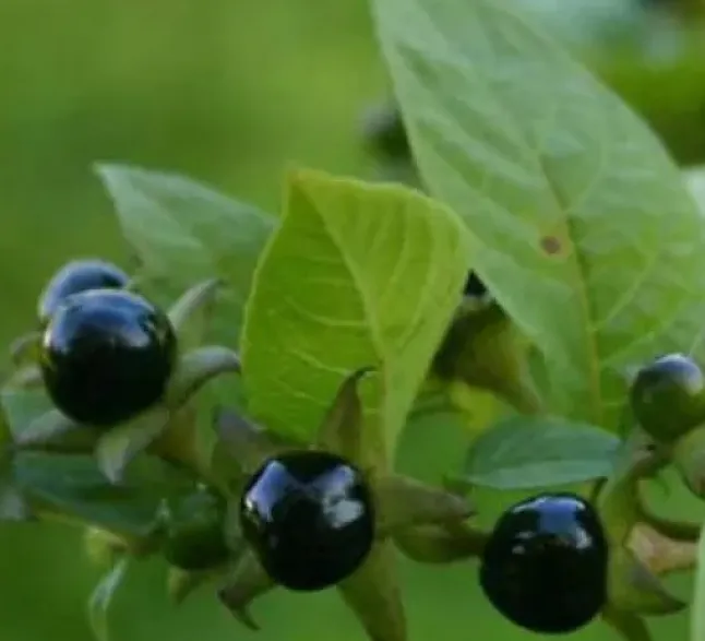 G İle Başlayan Bitki İsimleri nelerdir ?