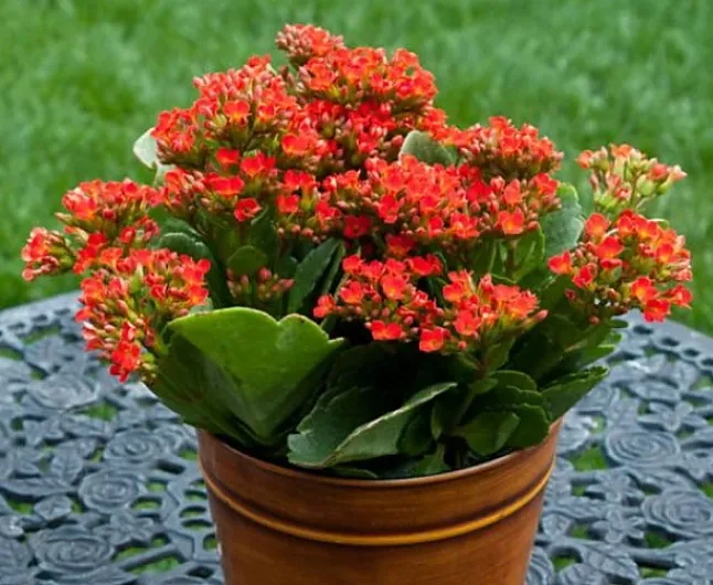 Kalanşo (Kalanchoe) çiçeği nedir ?