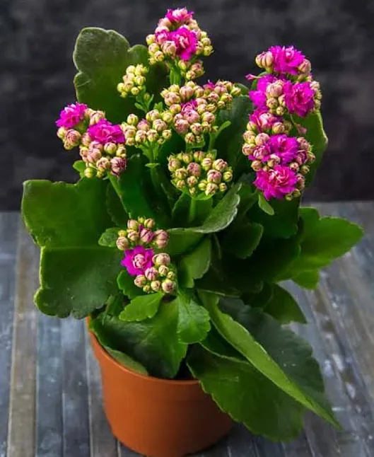 Kalanşo (Kalanchoe) çiçek