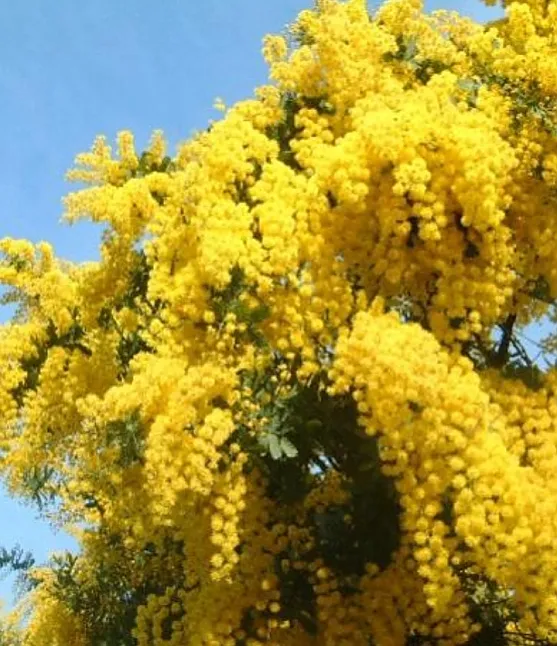 Mimoza Çiçeği Anlamı: Mimoza Çiçeği Ne Anlama Gelir, Ne Demek? 